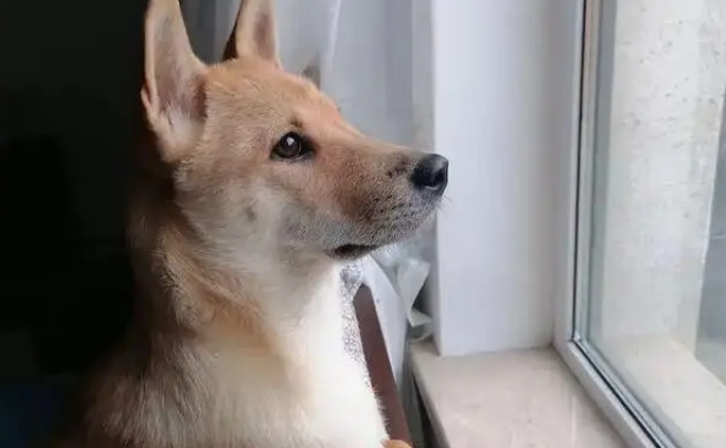 网购金毛收到小土狗，被商家神回复气笑，从嫌弃到真香只用半年！