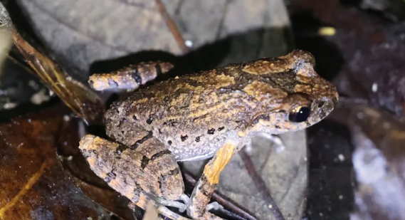 广西保护区发现两栖动物新物种——雅长掌突蟾