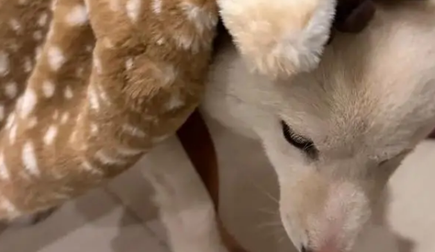 小狗穿麋鹿斗篷萌翻，网友质疑是假狗，主人晒正脸照力证真实