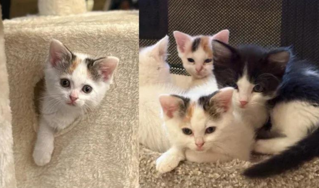 被生母抛弃的小猫，夹缝求生逆袭成团霸