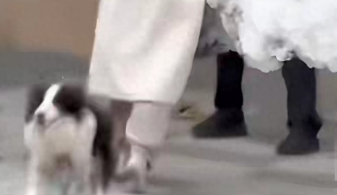 上海遛狗冲突最新，仗义邻居涨粉过万，狗主人却要挨罚？