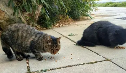 门卫大爷心疼流浪猫，手工搭建过冬小窝，众人接力驱散严寒