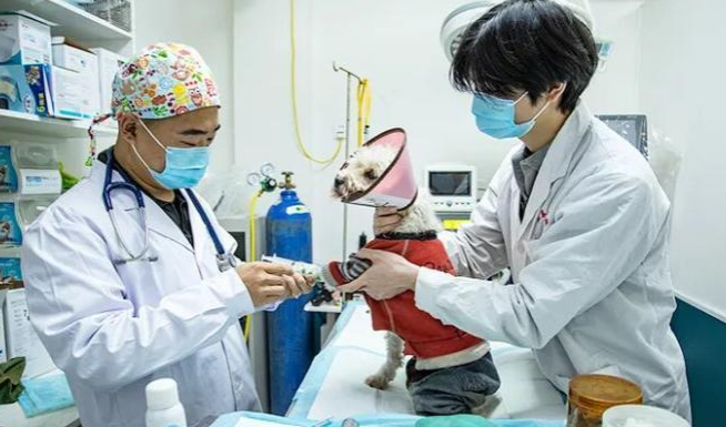 千亿赛道上的破圈突围 宿州竞逐宠物经济为什么能？