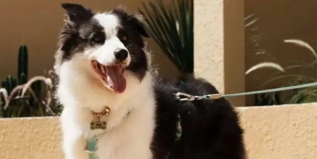 散步回来边牧一直舔爪子，主人抬起它的脚一看……丫真有心眼儿！