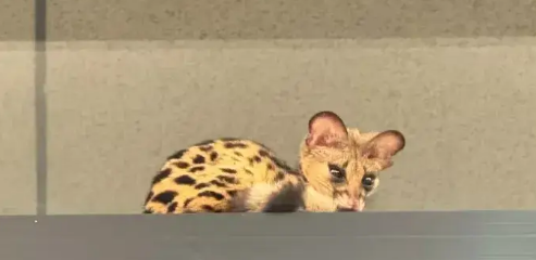 卡姿兰大眼猫误入居民楼，上网一搜…差点又一个牢底坐穿兽