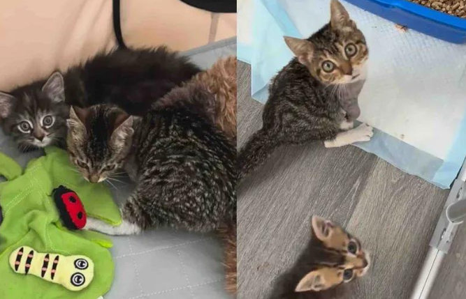 躲进引擎盖的流浪猫，尽管丢了条腿，却活出了最滋润的喵生