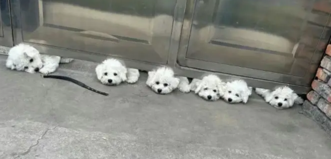女子下班回家看见小狗排排钻到铁门下面，六只小脑袋都出不来了