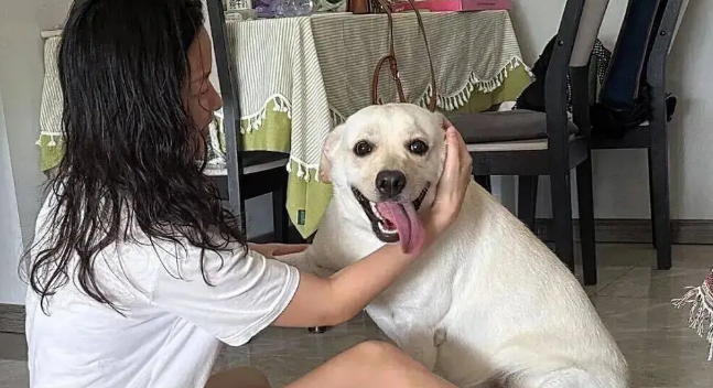隔壁的拉布拉多总是在阳台叫她，妹子鼓起勇气……终于撸到了狗