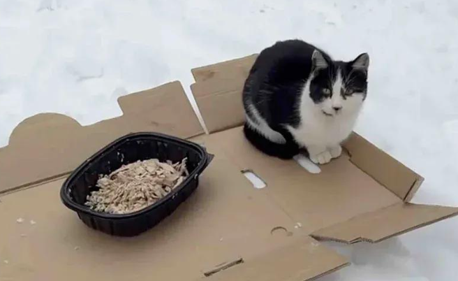 躲在纸箱的流浪猫，进屋后的第一晚反应让人破防