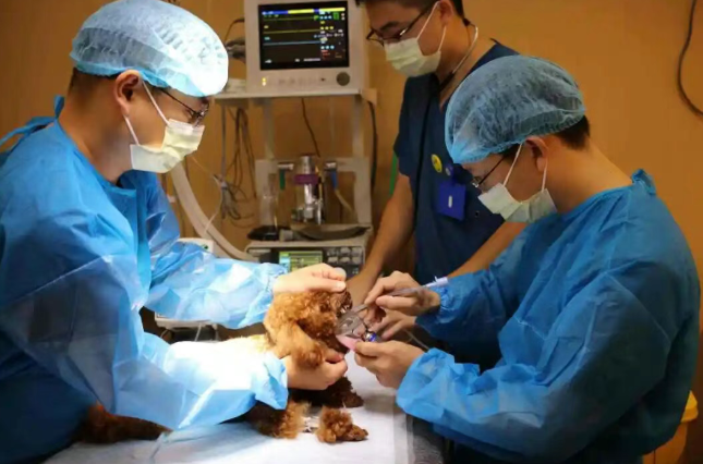 首次！上海发布重磅文件，宠物医院监管要重写规则了