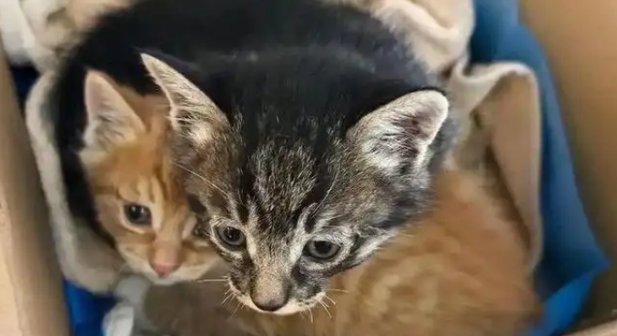 忘关车窗喜提流浪猫一家，厌猫车主立马心软，暖心安置被赞爆