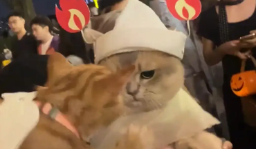 女子带橘猫参加万圣节偶遇一只大胖猫。橘猫：兄弟你头好大