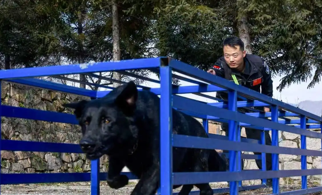警犬实战练兵帅炸！障碍飞跃+搜爆缉毒双在线