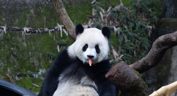 重庆动物园萌态暴击：大熊猫围桌“开饭”，悠闲干饭憨态拉满