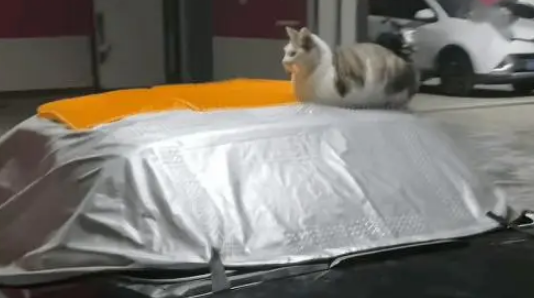 流浪猫无视防猫垫，小姐姐暖心铺垫，猫：这按摩器太舒服