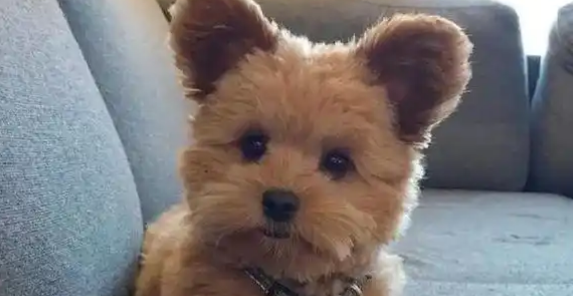 泰迪因“大嗓门”被恶意抛弃，医生收留，一年涨五十万粉丝