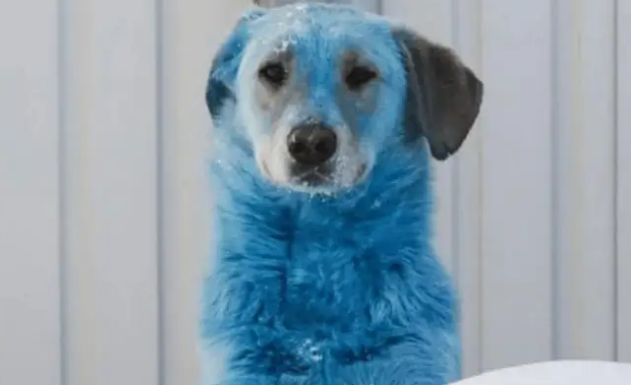 切尔诺贝利禁区惊现蓝色犬群：一场跨越时空的生态警示