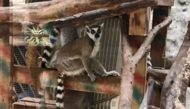 御寒也有“十八般武艺”！南宁动物园居民“花式过冬