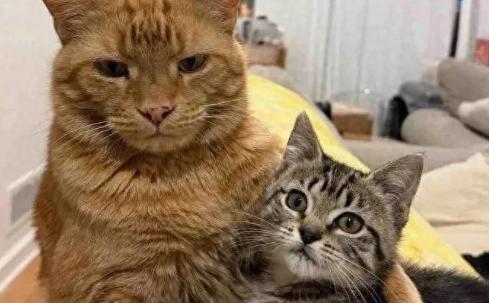 被遗弃的小猫，猫宠狗爱变成团宠