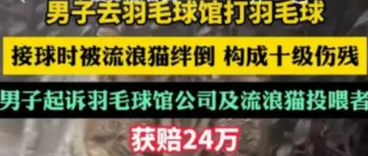 男子被流浪猫绊倒,投喂者赔24万