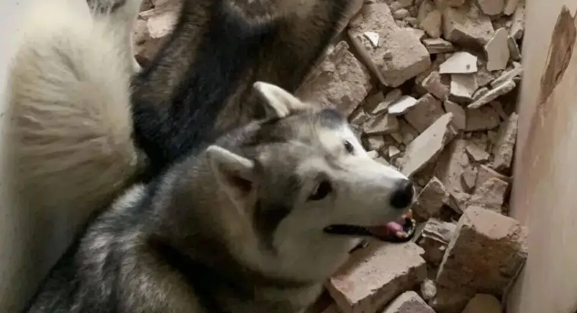 网友家装修，带着家里的拆迁队去了，哈士奇：这点儿活一周就干完