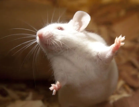 ”神二十一炸锅！小鼠上天背后：人类离移民火星只差这一步“