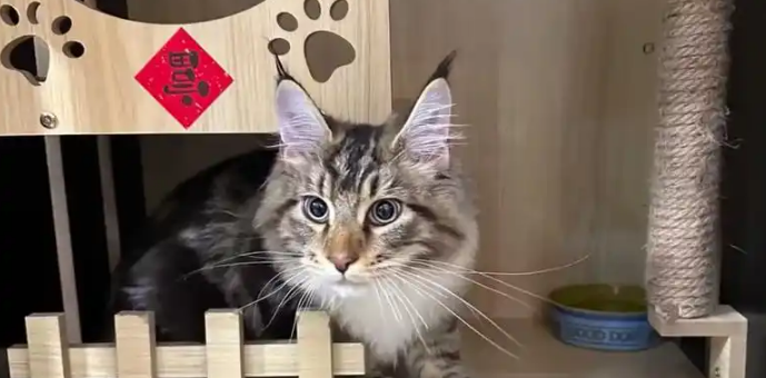 市场规模达3126亿 宠物经济跨界融合掀热潮