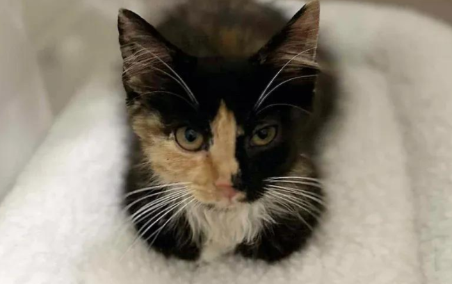 草丛窜出三花奶猫，直奔女子，它的眼神告诉她这是天选之猫