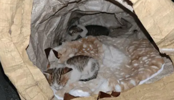 女子发现流浪猫被人装袋扔在路边，最后的结局让人感动
