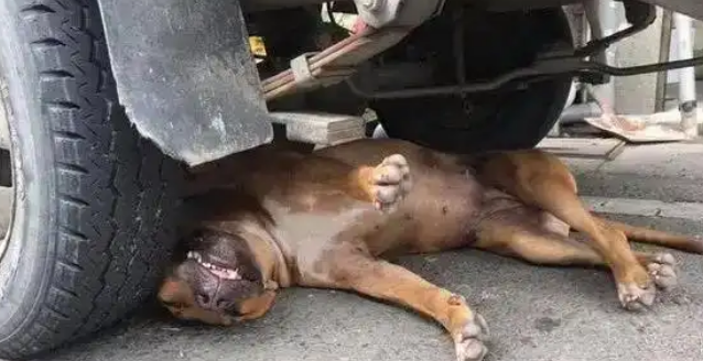 遛狗未牵绳，小狗被轧法院这么判