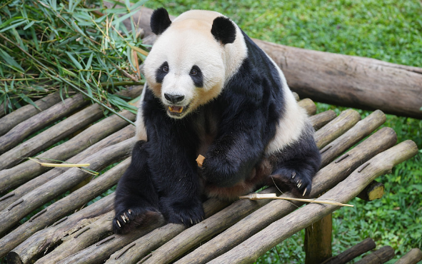 首只在印尼诞生大熊猫“里奥”正式亮相