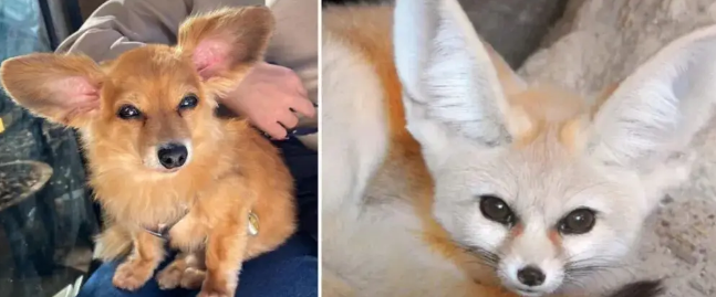 路边捡到一只小串串狗，没想到长大后颜值逆天