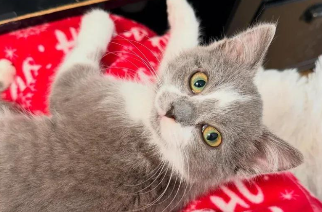 胆小怕人的流浪小猫，在同伴带动下，终于重拾信任等来归宿