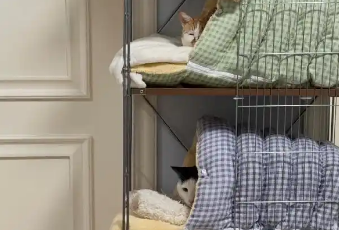 春节是宠物应激高发期，烟花爆竹声可能让宠物丧命