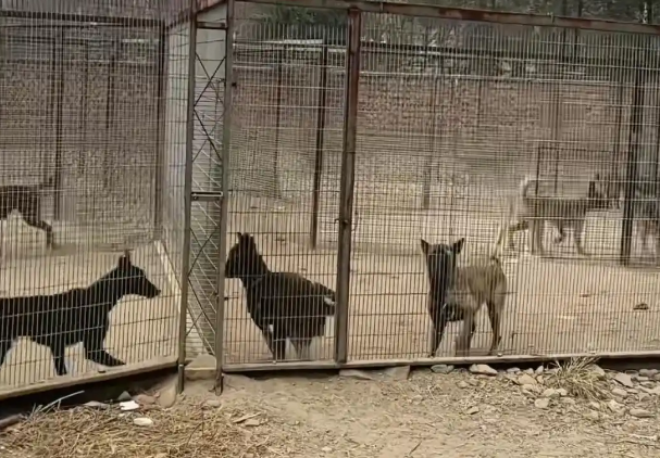 辽宁一汽车4S店养了50余只流浪猫狗，工作人员称老板已收养动物十多年