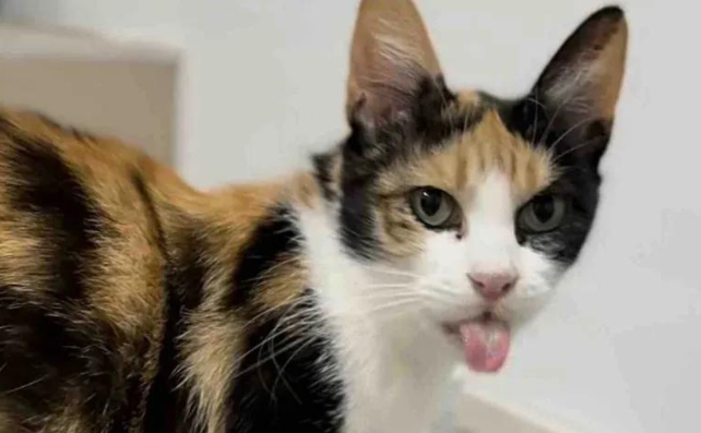 流浪猫被救助后产子，猫爸在旁守护感动众人，结局太暖人心