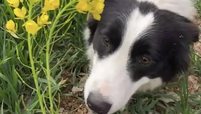 网友开车返城上班，发现小狗在疯狂追她的车