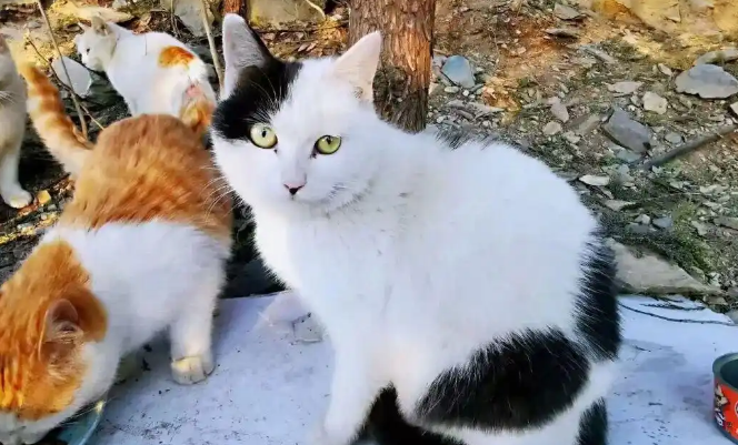 北京这个小区，流浪猫，安静了！