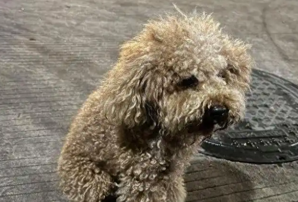 杭州保安一棍打死3月大幼犬，财产罪争议撕裂小区