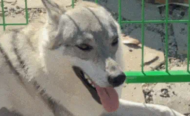 网友不满自家狗儿子长相，给儿媳妇另找了个模子狗