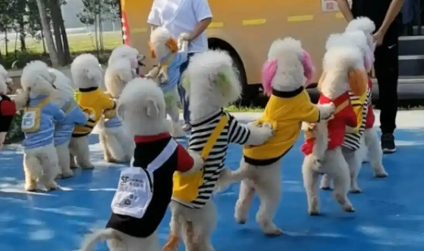 狗上幼儿园1.2万/月，报名需排2-3周！“人不如狗”成了现实？