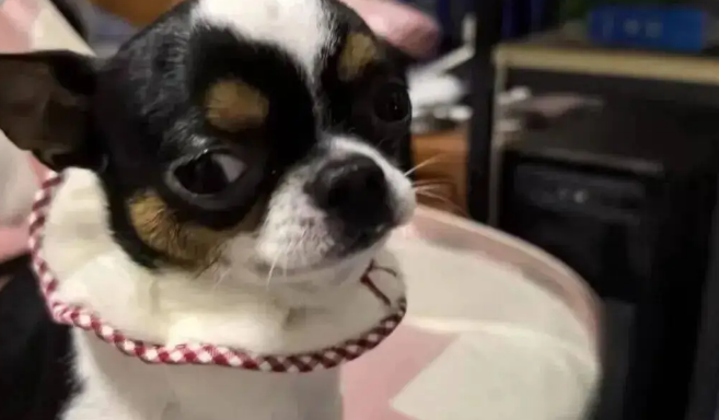 把吉娃娃放弟弟家养了几天，妹子傻眼，“你给它吃蛋白粉了？” 