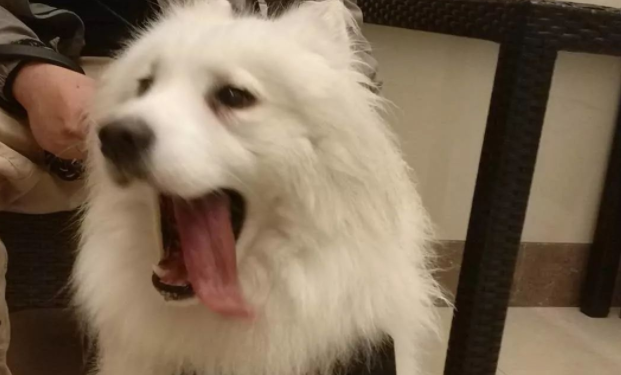 宠主给萨摩耶买了样东西，却反被狗子嘲笑