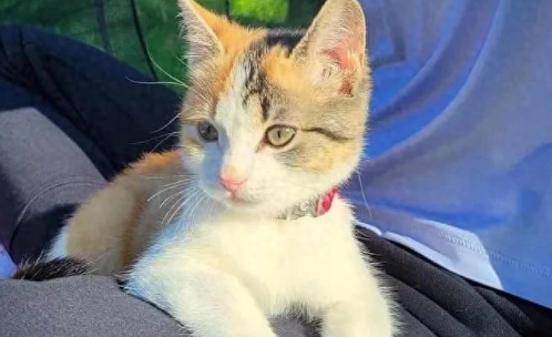 被弃的小奶猫，靠着粘人属性，活成了人见人爱的冒险王！