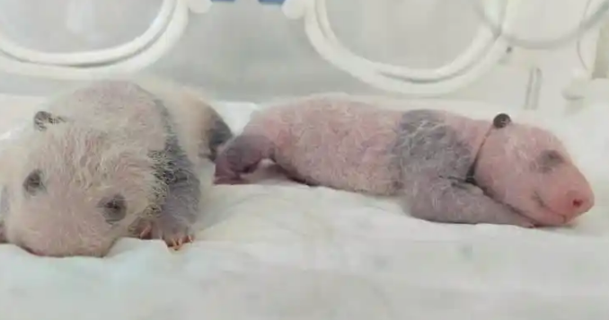 上海野生动物园大熊猫双胞胎100天啦