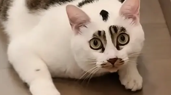 狸花猫丧彪配白猫汤圆，娃花色似开盲盒，网友赐名小八嘎