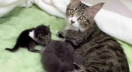 挺着大肚子的流浪猫赖着不走，刚开门，它就送了一份大礼！