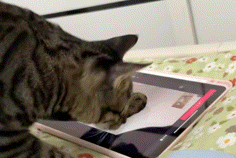 猫界博主横空出世！误触平板全流程发帖，还点了个赞