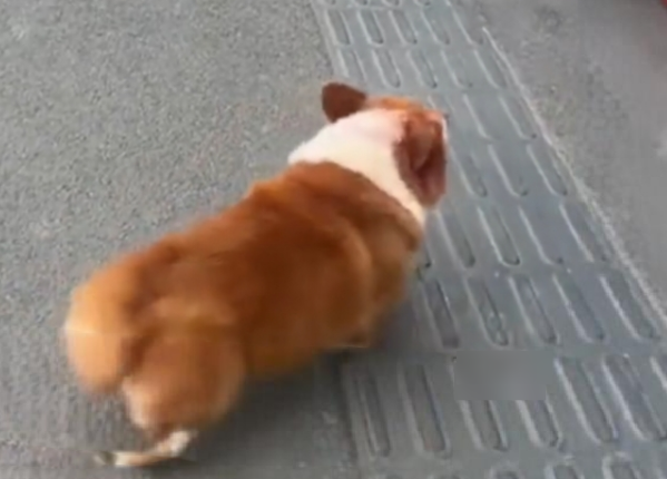 狗狗打架打输后，竟拉主人上门复仇？