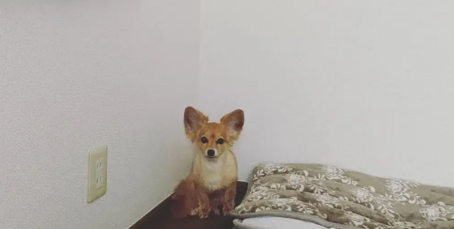 路边捡到一只小串串狗，没想到长大后颜值逆天